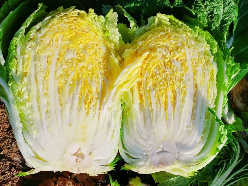 黄心白菜规格345嘎嘎精品