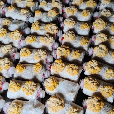 金耳菌