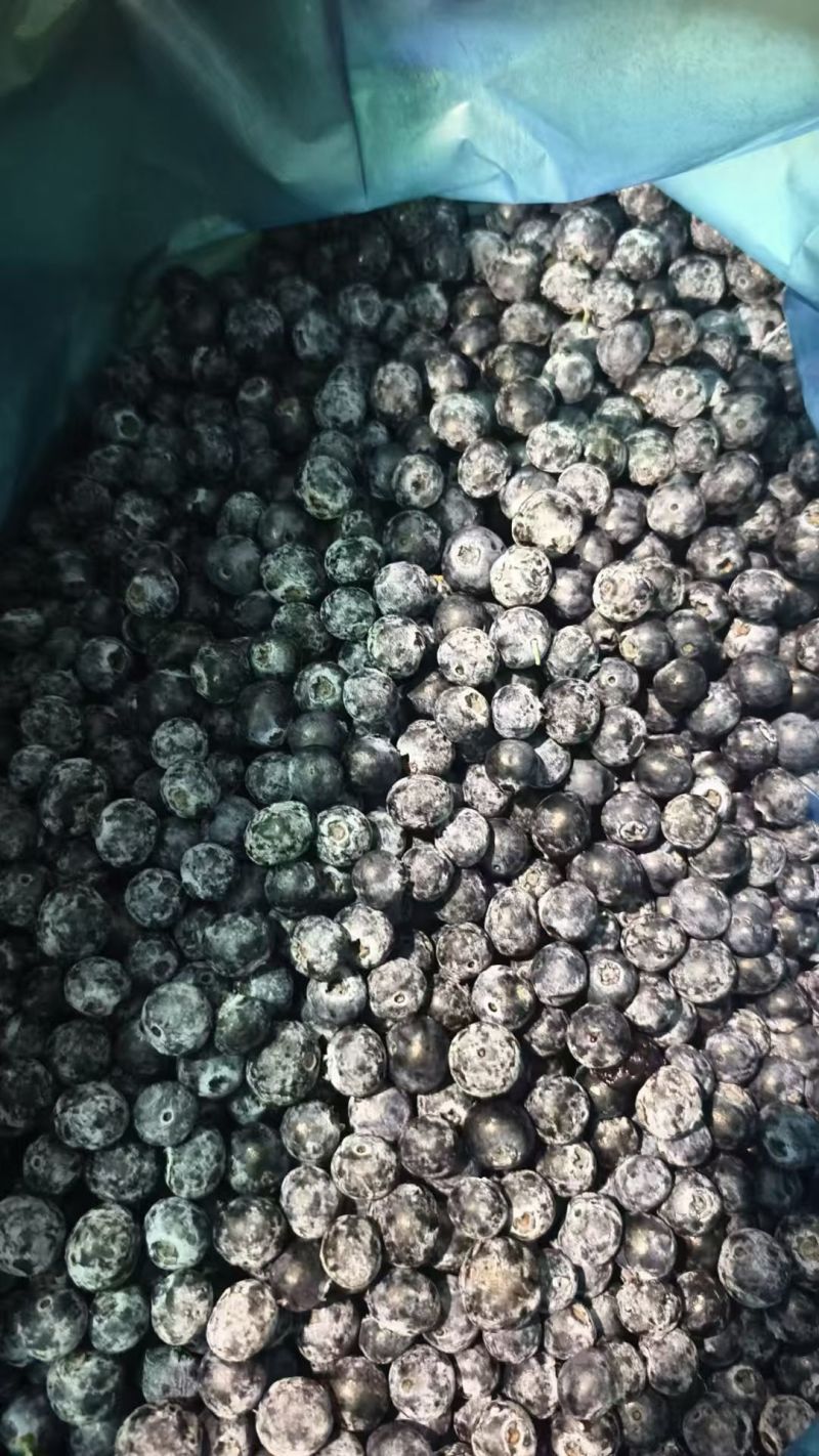 云南蓝莓冻果工厂果统货