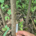 基地直销正宗厚皮川黄柏苗