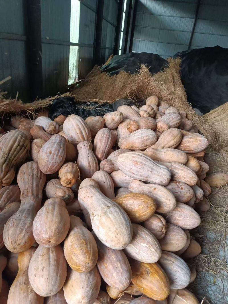 全黄密本南瓜，产地直供，货源充足