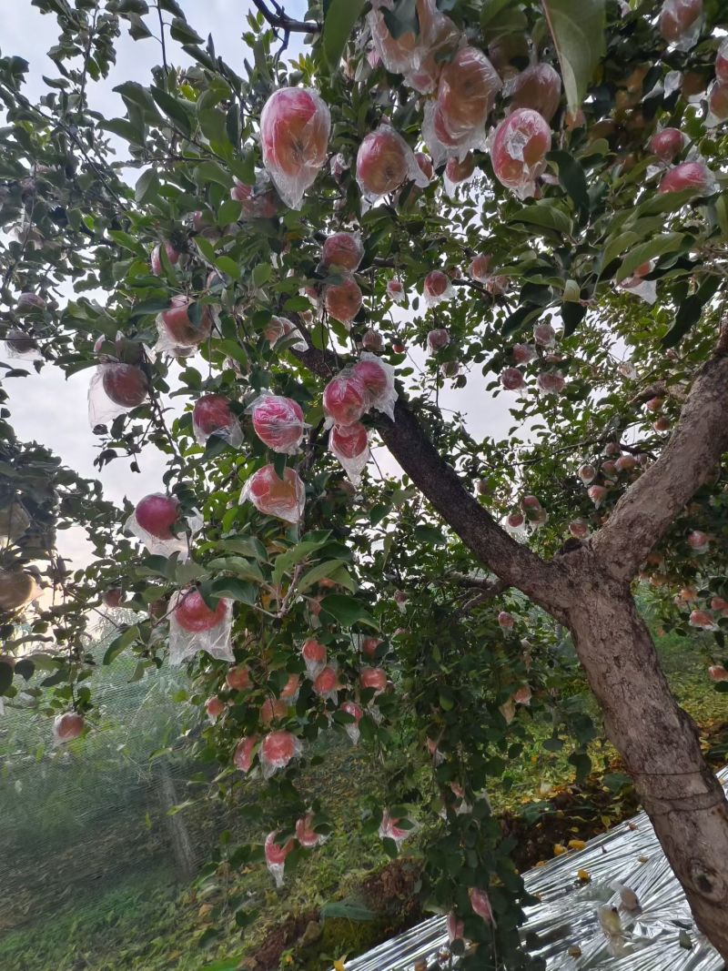 陕西礼泉红富士苹果