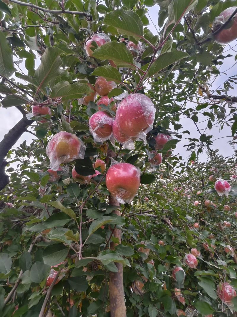 陕西礼泉红富士苹果