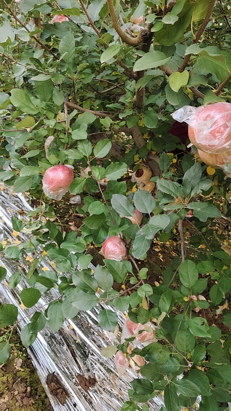 陕西礼泉红富士苹果