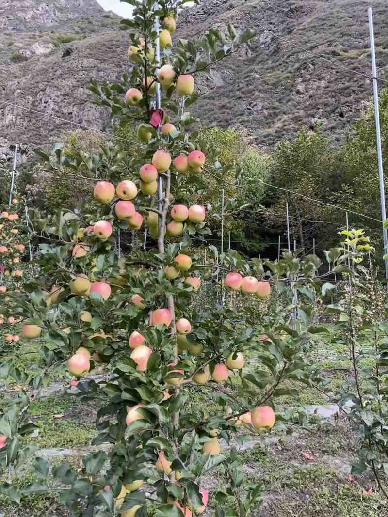 瑞雪苹果