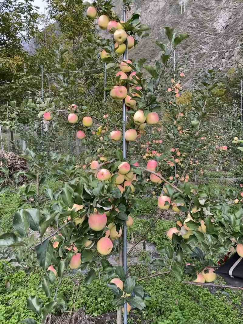 瑞雪苹果
