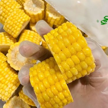 东北黑土地粘糯玉米
