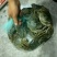 精品大闸蟹，38和49规格