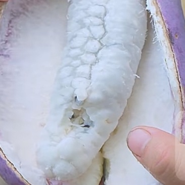 少籽八月瓜