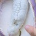 少籽八月瓜