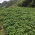 贵州百花前胡