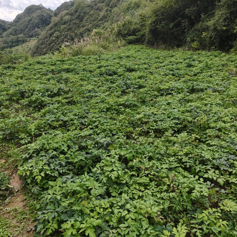 贵州百花前胡