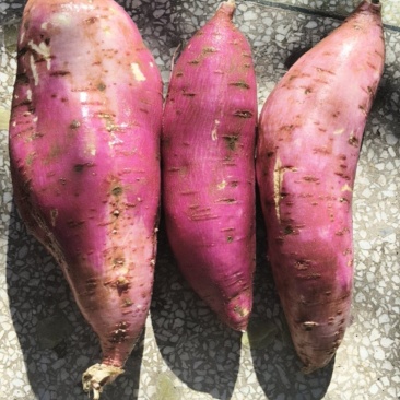 红薯🍠🍠🍠🍠