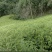 生姜