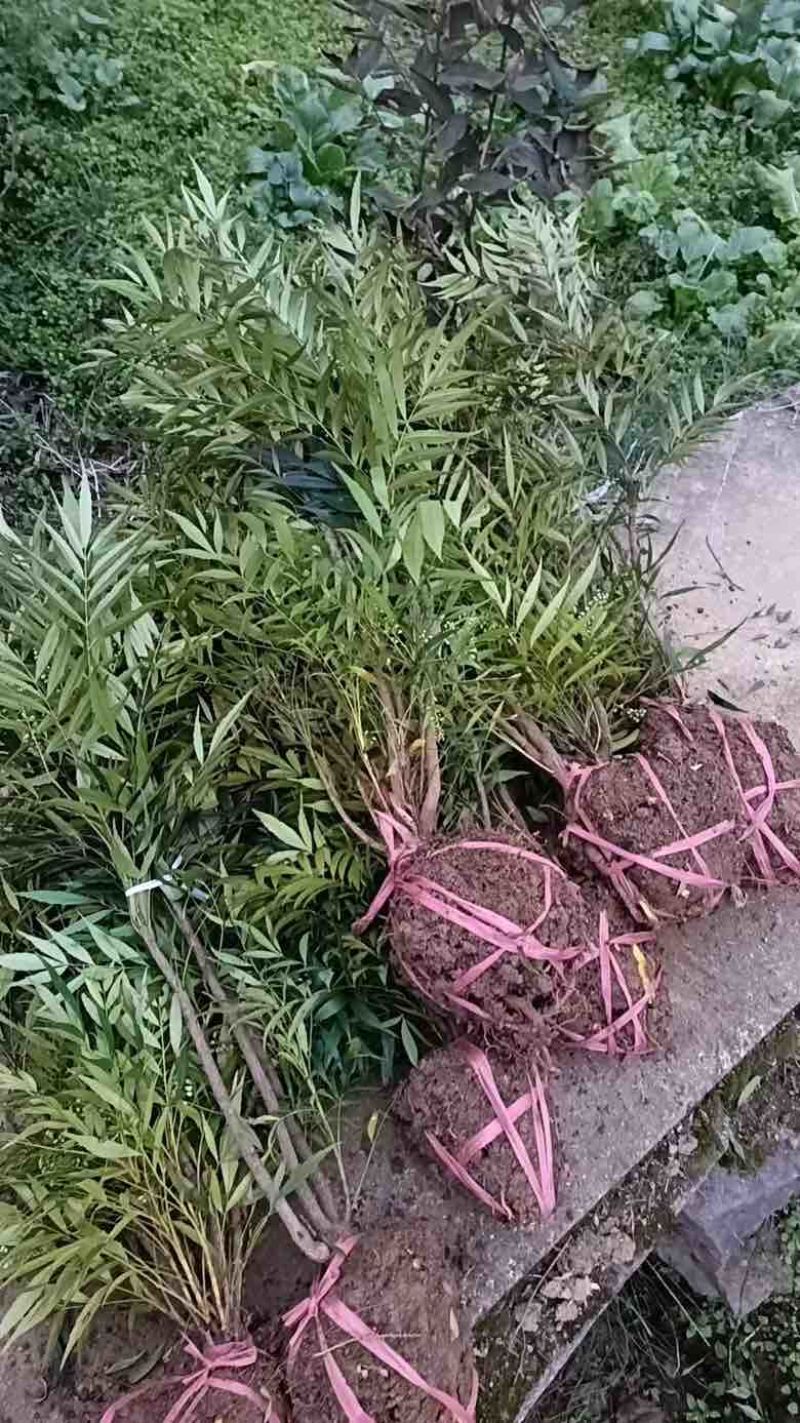 各种规格十大功劳苗、窝子，精品盆栽，货源充足、质量稳定