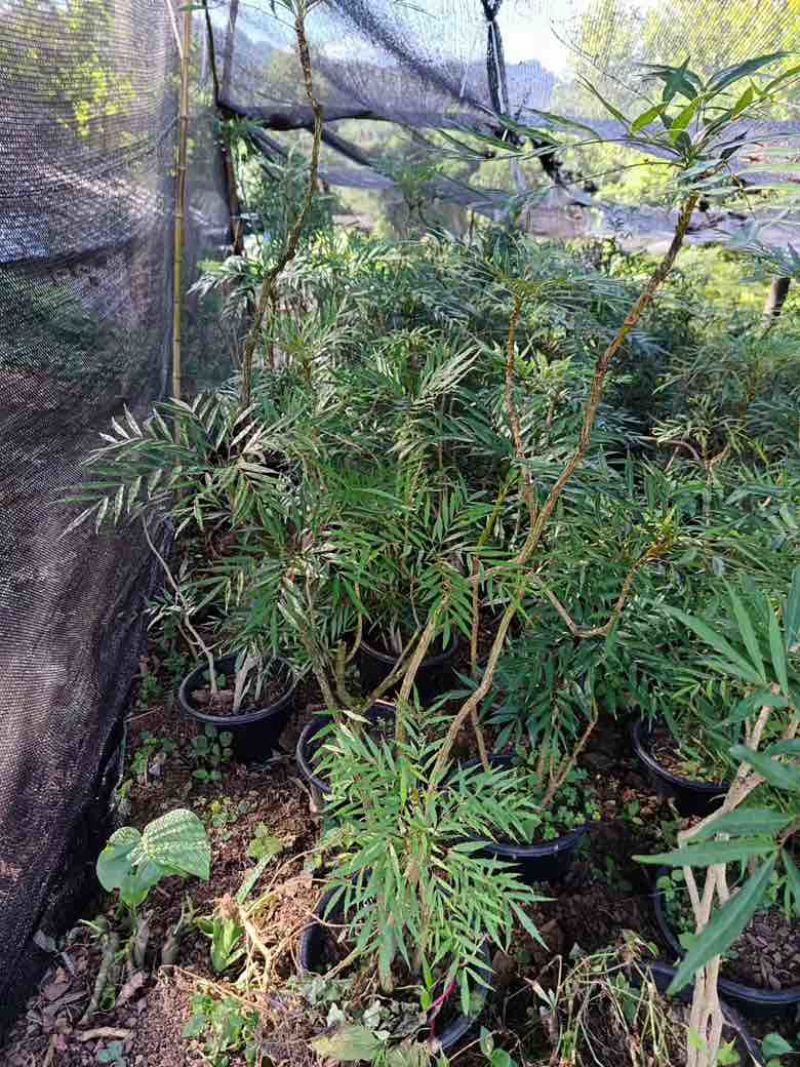 各种规格十大功劳苗、窝子，精品盆栽，货源充足、质量稳定