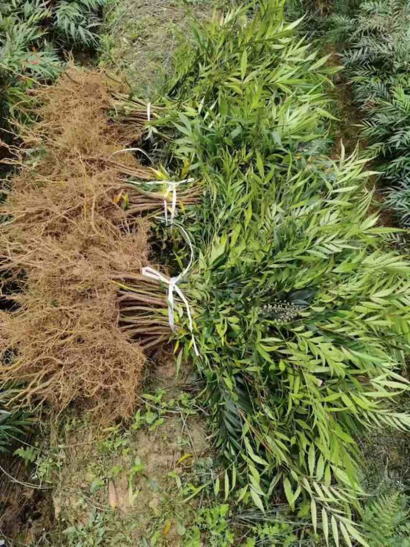 各种规格十大功劳苗、窝子，精品盆栽，货源充足、质量稳定