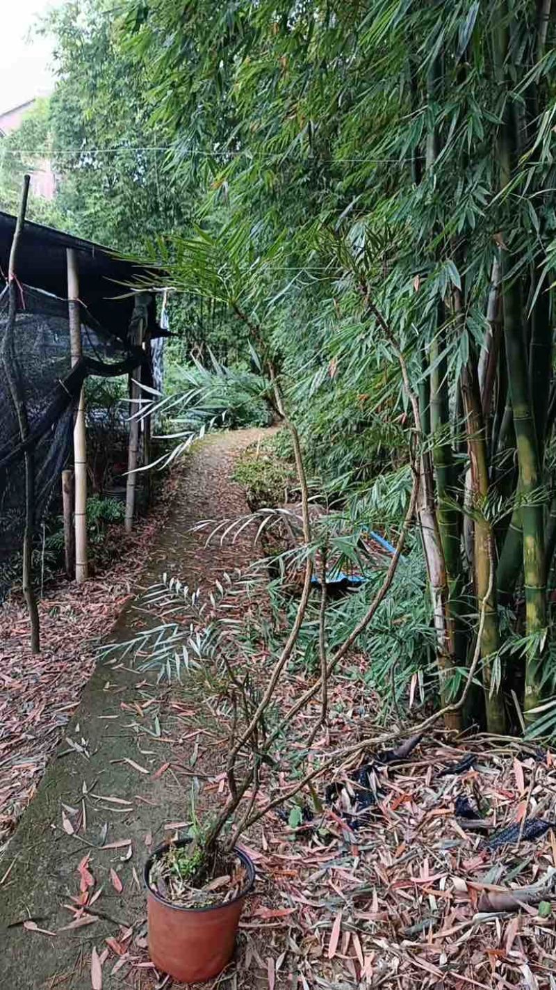 各种规格十大功劳苗、窝子，精品盆栽，货源充足、质量稳定
