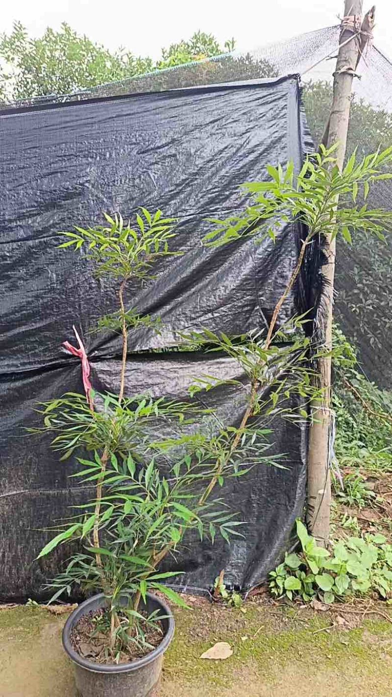 各种规格十大功劳苗、窝子，精品盆栽，货源充足、质量稳定