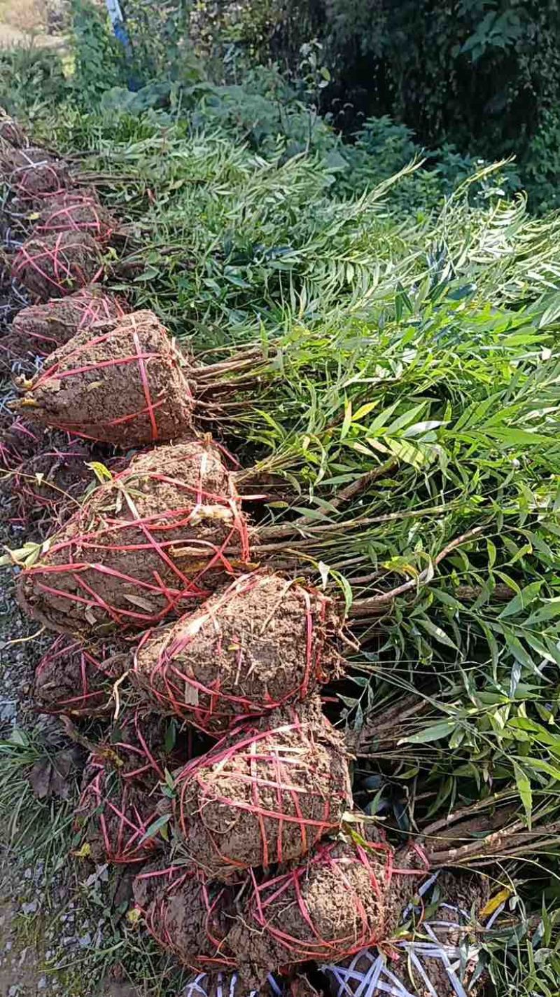 各种规格十大功劳苗、窝子，精品盆栽，货源充足、质量稳定