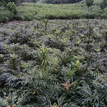 各种规格十大功劳苗、窝子，精品盆栽，货源充足、质量稳定