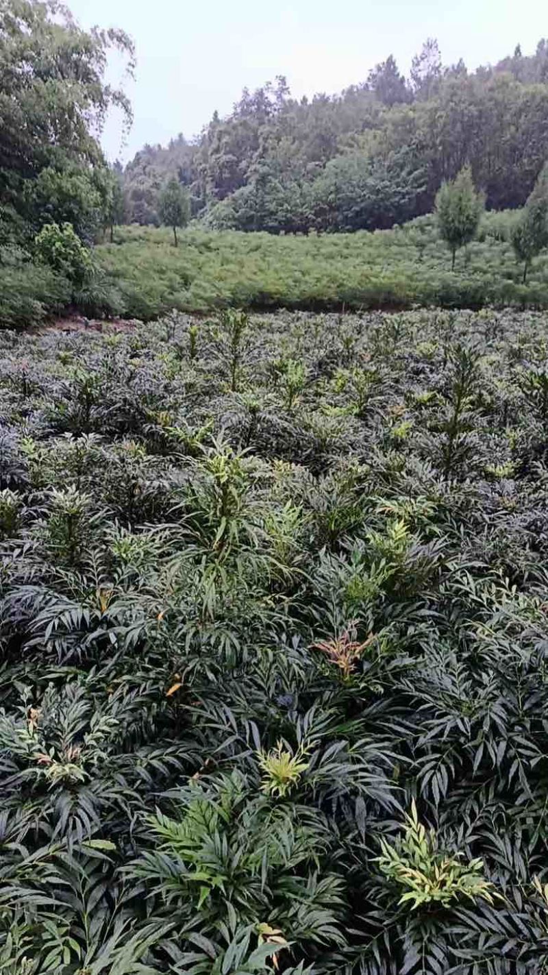 各种规格十大功劳苗、窝子，精品盆栽，货源充足、质量稳定