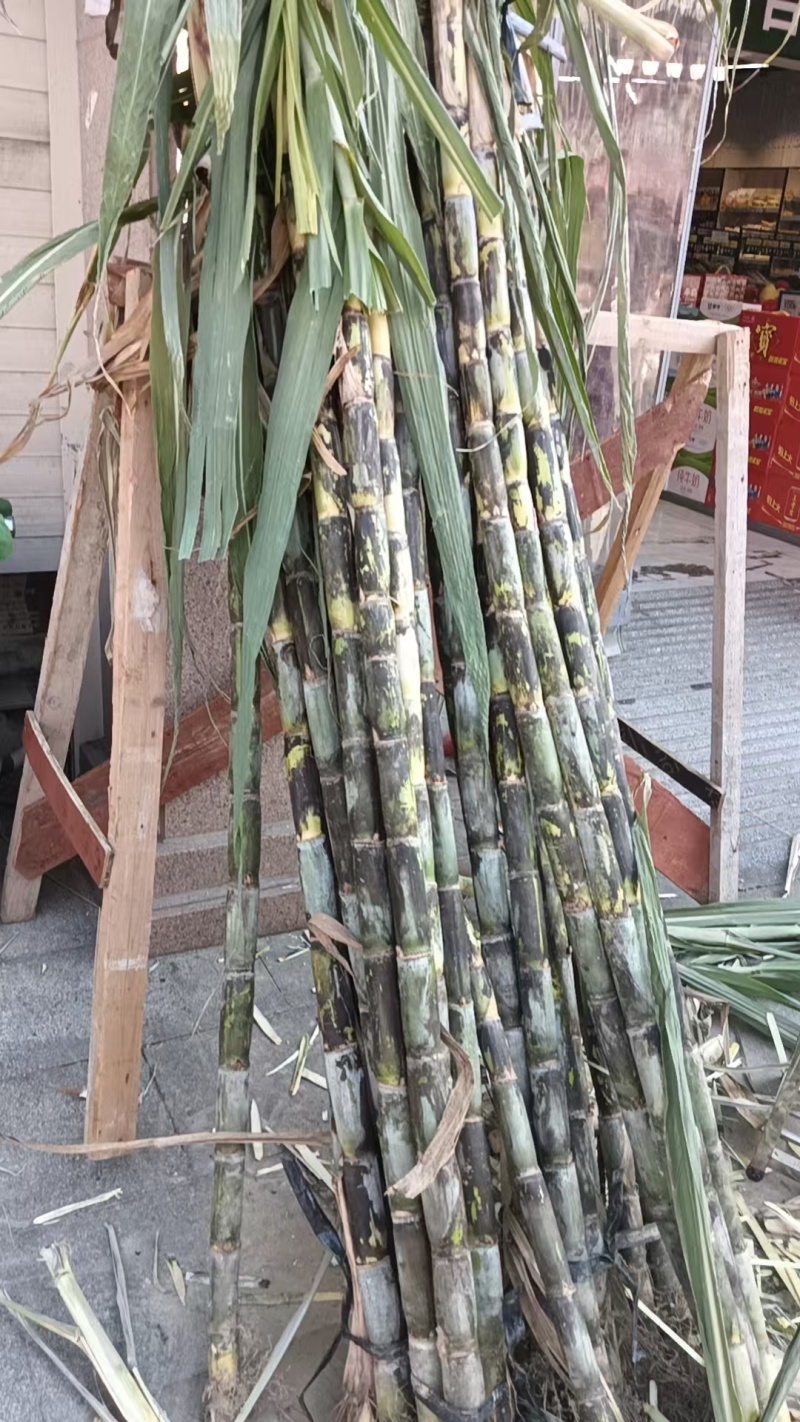 甘蔗大量出