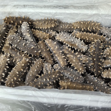 海参