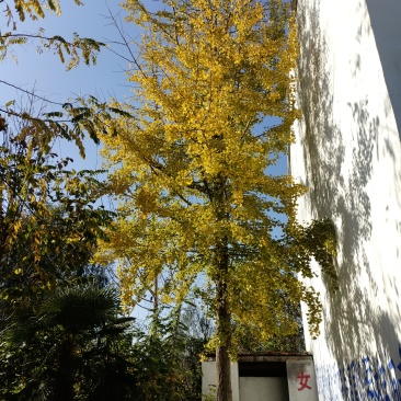 白果树