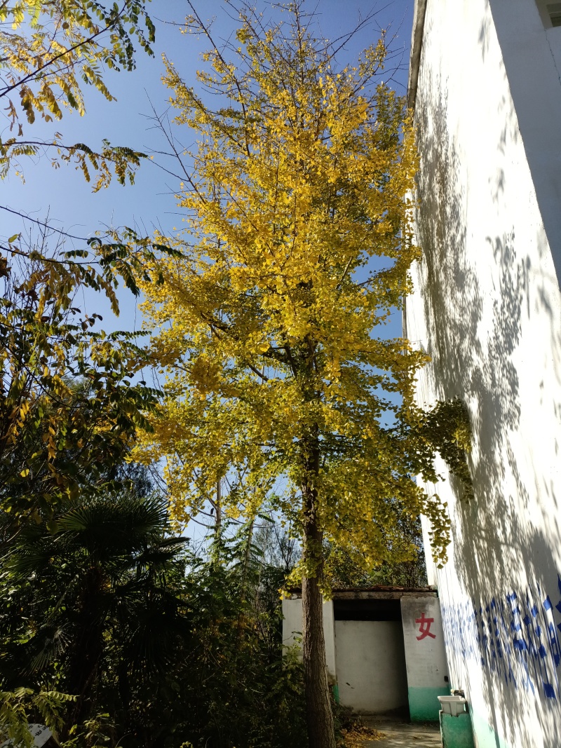 白果树