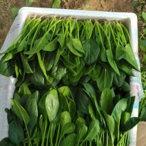 精品波菜