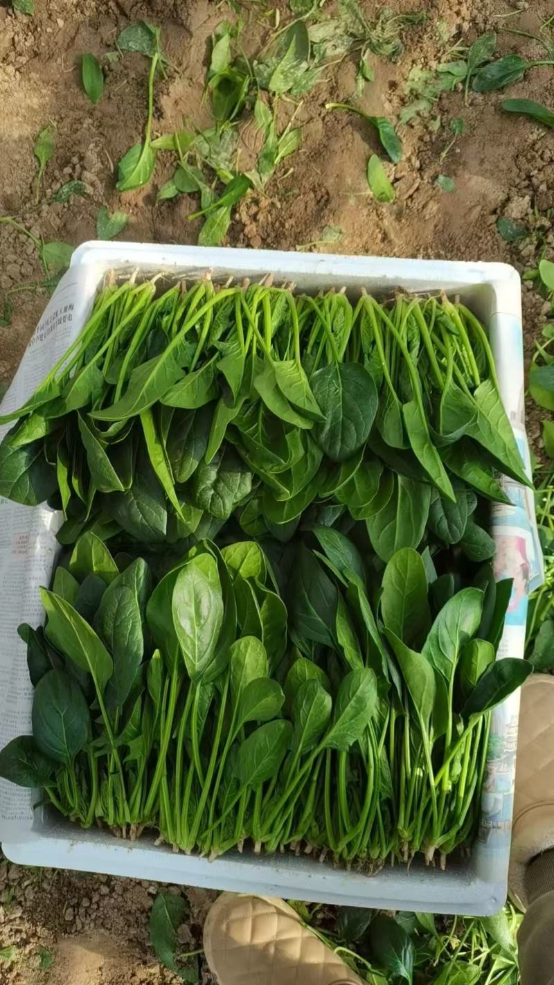 精品波菜