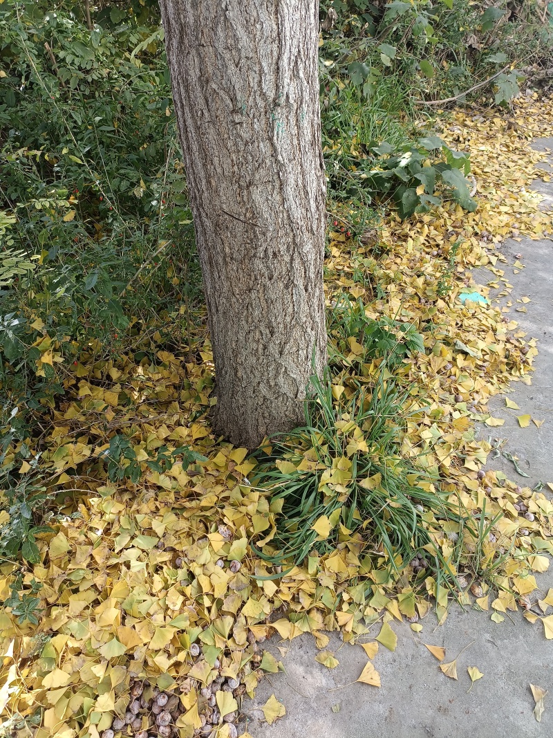白果树