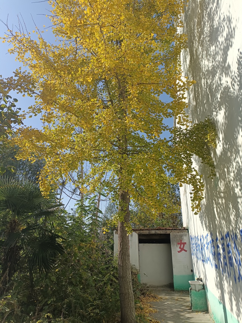 白果树
