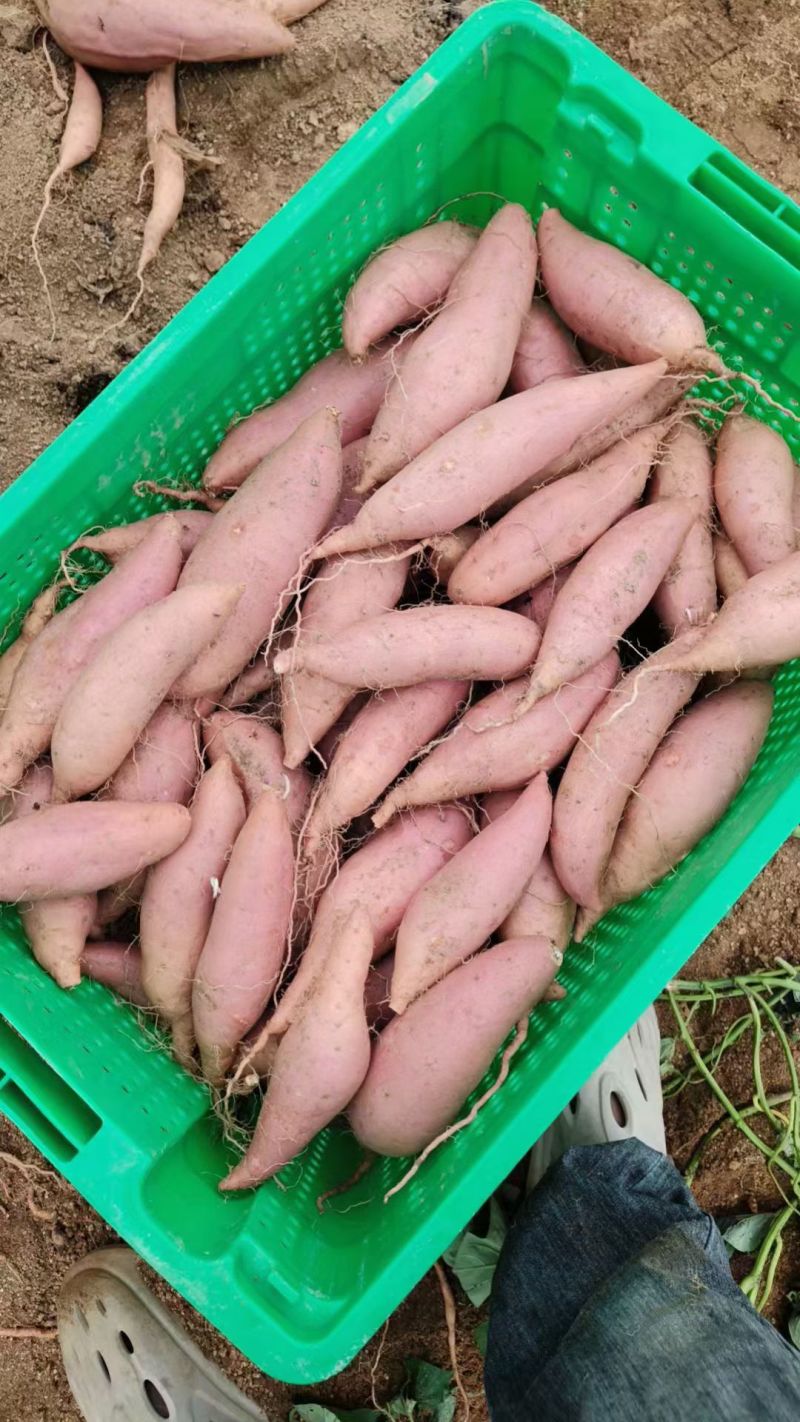 烟薯