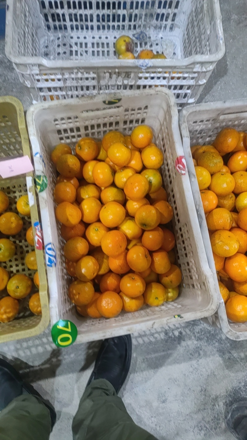 沃柑应有尽有