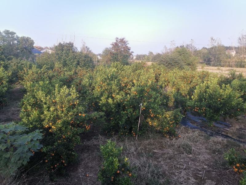 湖北省松滋市万家乡南丰蜜桔，金秋沙糖桔，世纪红三个品种