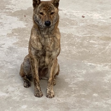 青年虎斑犬。母犬30斤。黑舌