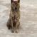 青年虎斑犬。母犬30斤。黑舌