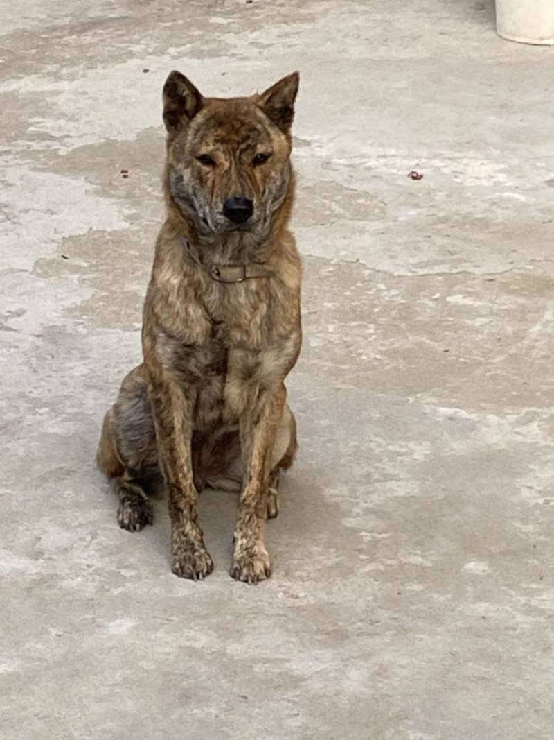 青年虎斑犬。母犬30斤。黑舌