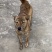 青年虎斑犬。母犬30斤。黑舌