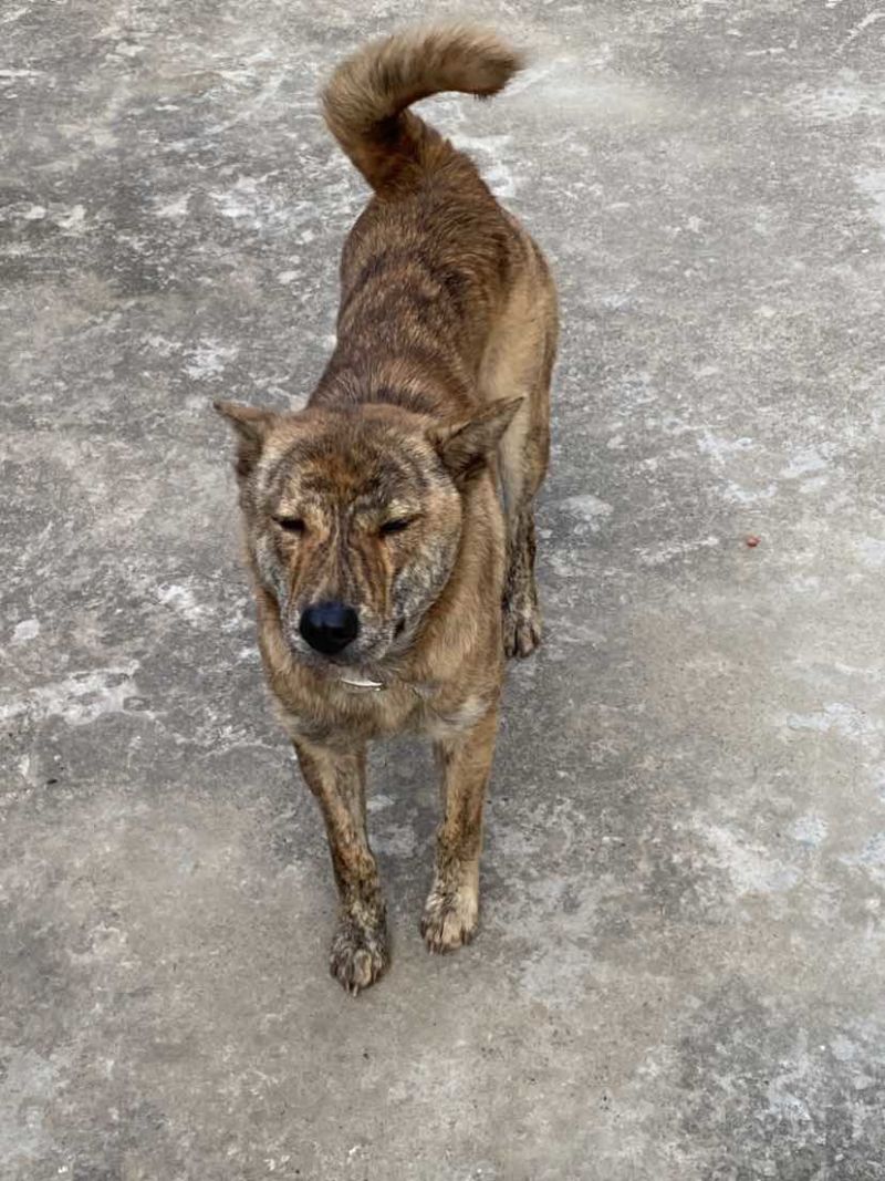 青年虎斑犬。母犬30斤。黑舌