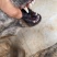青年虎斑犬。母犬30斤。黑舌