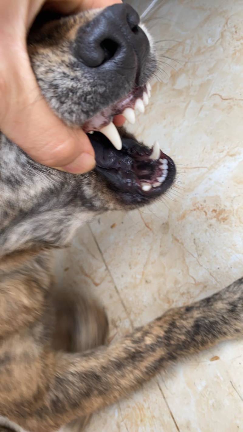 青年虎斑犬。母犬30斤。黑舌