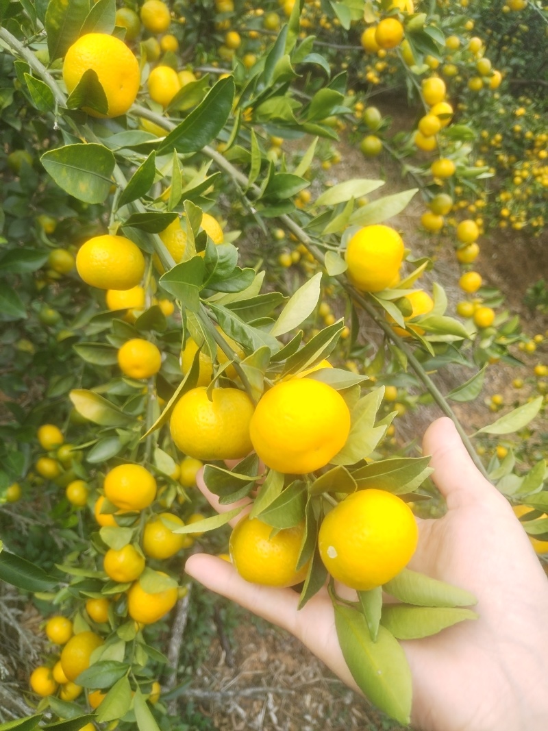 可以现场来看货