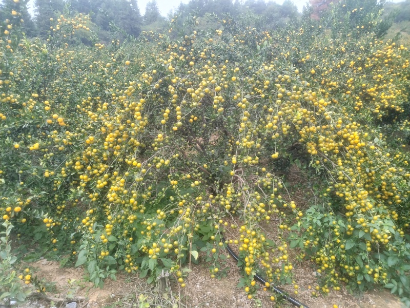 可以现场来看货