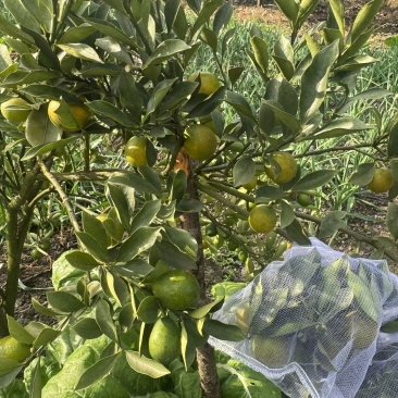 德昌脆蜜金桔