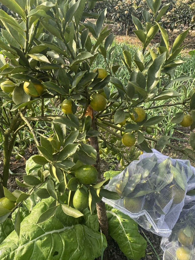 德昌脆蜜金桔