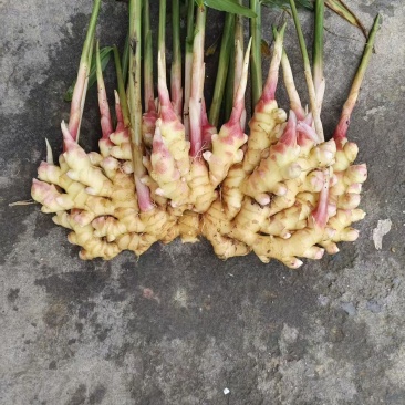 贵州小黄姜