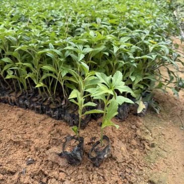 蟛蜞菊，大量低价出售